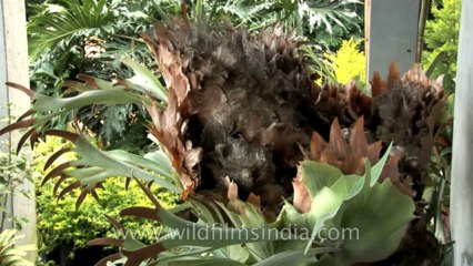 Sikkim-plants-HDV-543-1-9