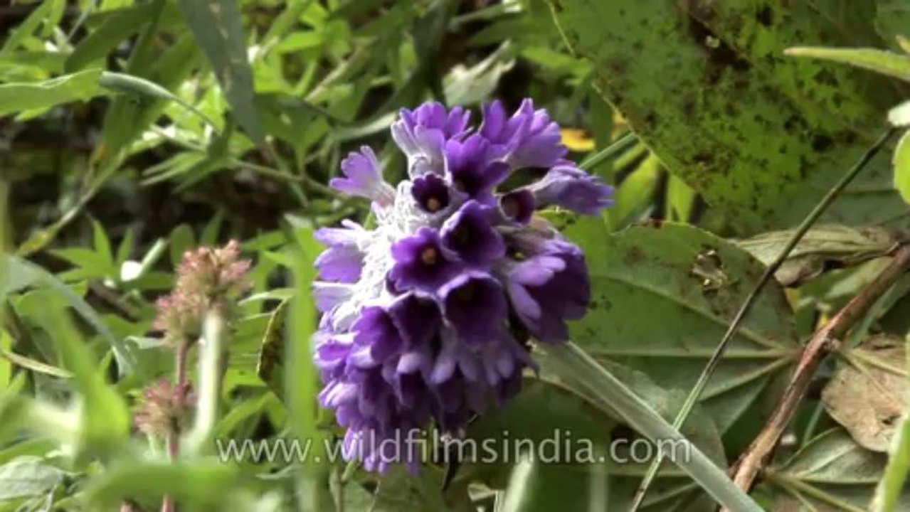 Sikkim-River-HDV-539-8-1