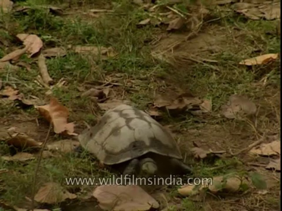 Turtle-corbett-DB-147-8