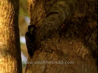 Woodpecker-corbett-DB-147-13