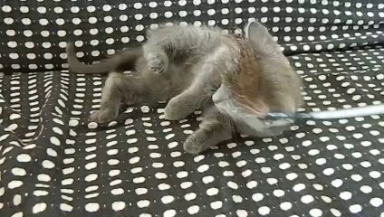 Iro des Rives d'Estaing