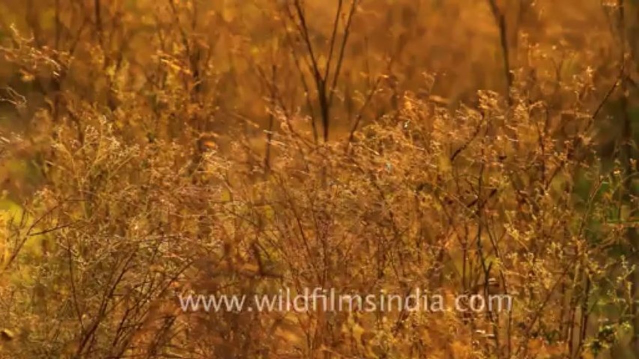 Bharatpur-28