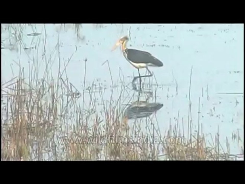 Bird-stork