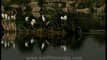 Birds-egrets-dvd-97-1