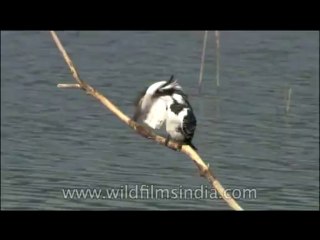 Birds-Kingfisher-DVD-117-1