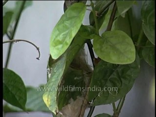 Birds-nesting-dvd-84-6