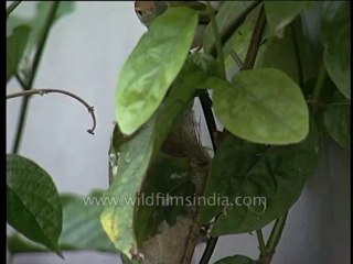 Birds-nesting-dvd-84-7