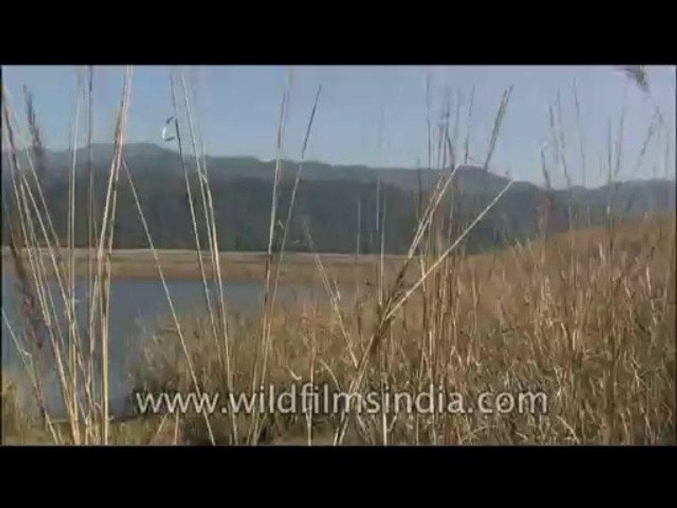 Birds-Red wattled Lapwing-egret-DVD-117-1