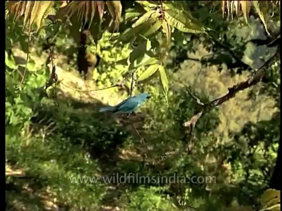 Birds-verditer-dvd-84-8
