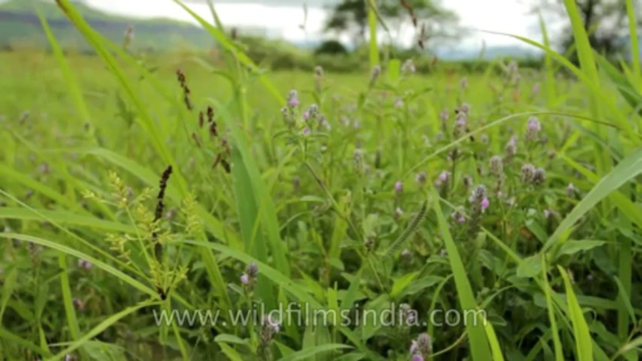 Darna Backwaters-Flowers-1