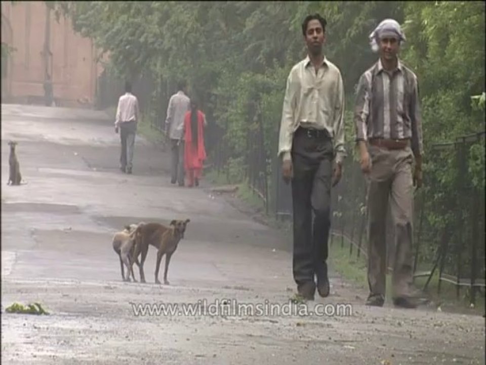 Delhi-dog mating-mdv-802-2