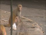 Delhi-mdv-803-Monkey eating-2