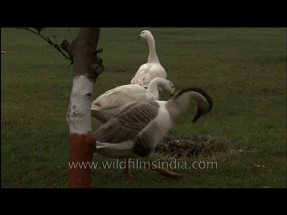 Ducks-barelly-1