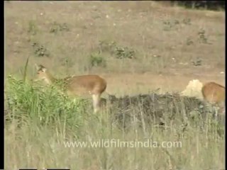 DVD-65-wildlife-deer-5-4