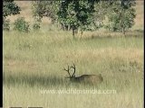 DVD-65-wildlife-deer-5-5