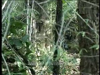 DVD-65-wildlife-tiger-4-2