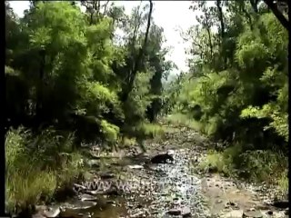 DVD-65-wildlife-tiger-5-3