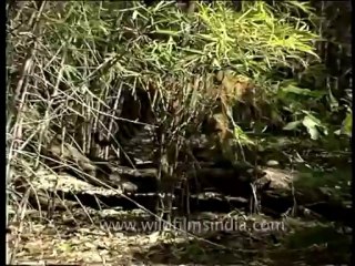 DVD-65-wildlife-tiger-5-4