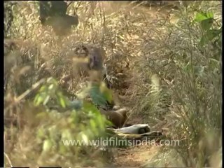 DVD-65-wildlife-tiger-5-7