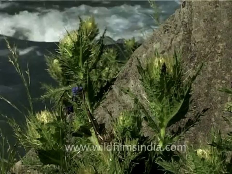 DVD-69-flora-wildflowers-1-2
