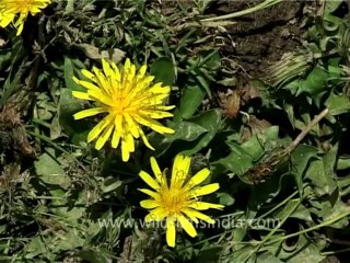 DVD-70-flora-wildflowers-2-1