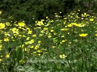 DVD-70-flora-wildflowers-2-2