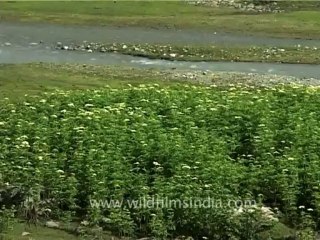 DVD-70-Landscape-misc-2-5