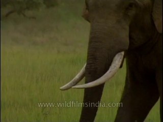 Elephants-corbett-2