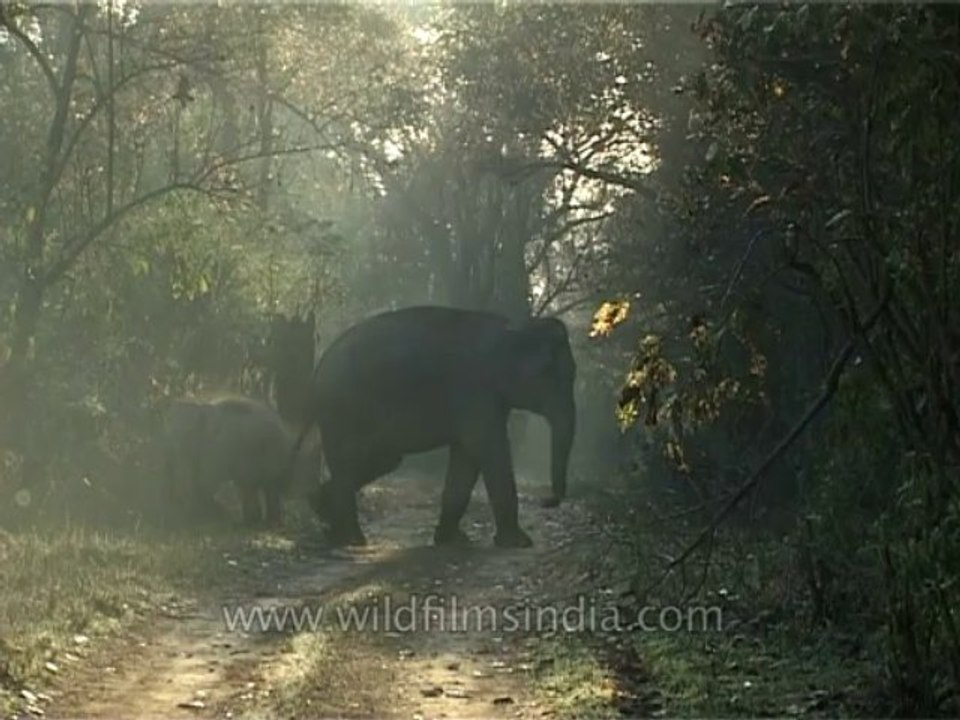 Elephants-corbett-3