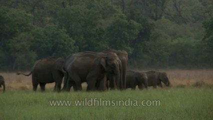 Elephants-corbett-hdv-72-1