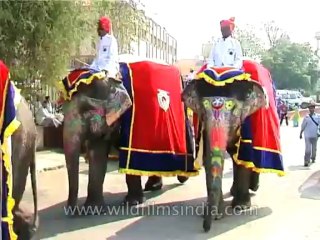 Festivals-Elephant-DVD-95-25