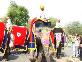 Festivals-Elephant-DVD-95-31