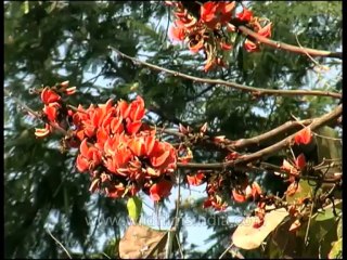 Flora-trees-dvd-84-1