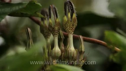 Kaas-Flowers-Maharashtra-Disc-6-1