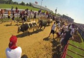 Raw Video: The Great Bull Run Brings Running With The Bulls To America