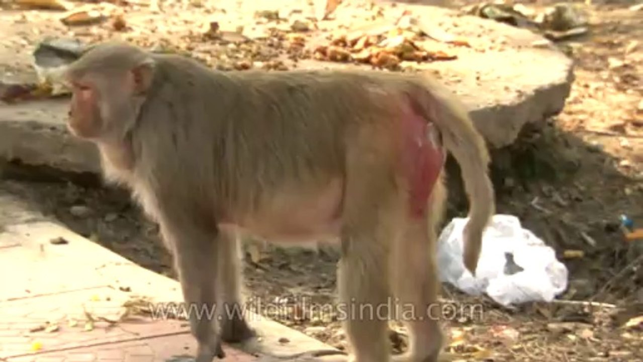 Monkeys-delhi-hdv-tape-6-13