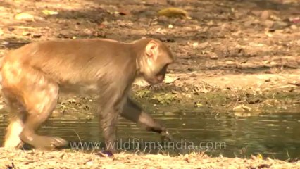 Monkeys-delhi-hdv-tape-6-15