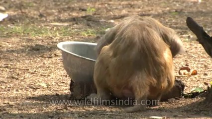 Monkeys-delhi-hdv-tape-6-19