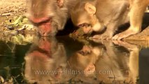 Monkeys-delhi-hdv-tape-6-2