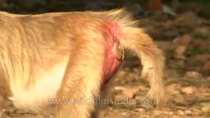 Monkeys-delhi-hdv-tape-6-3