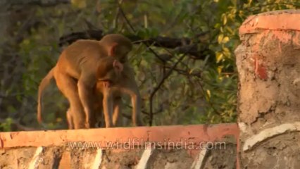 Monkeys-delhi-hdv-tape-6-9
