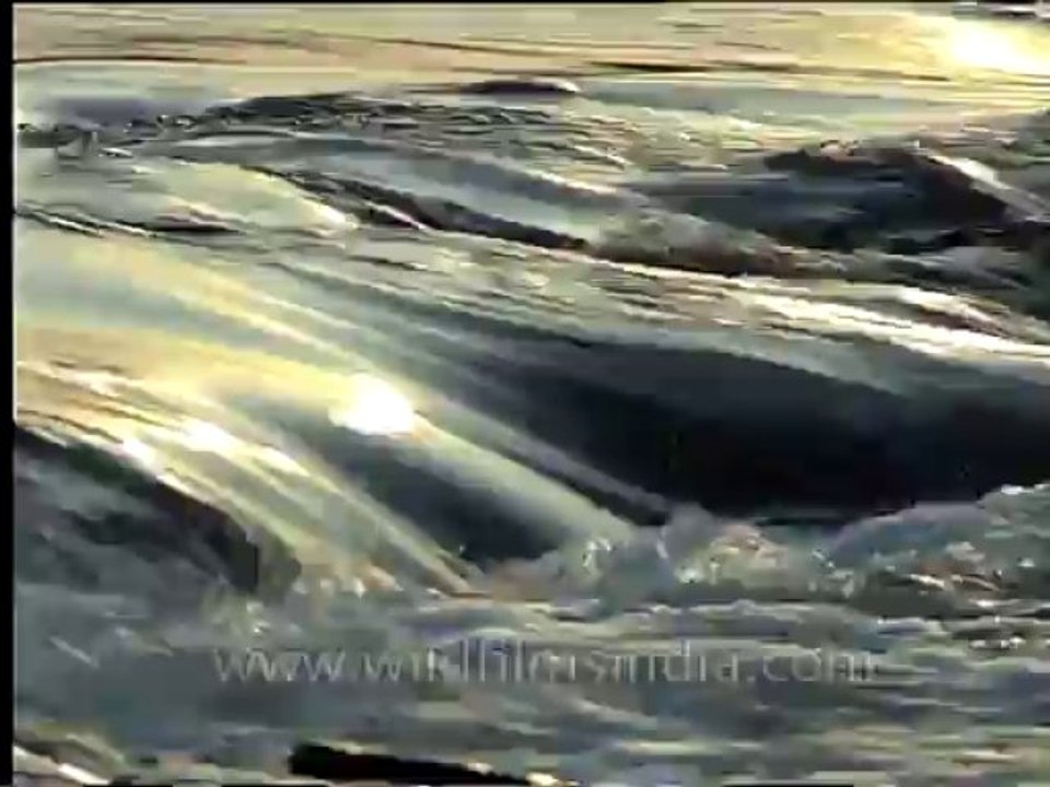 MP-Kenriver-3
