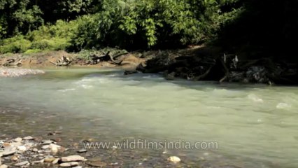 Nagaland-Doyang river