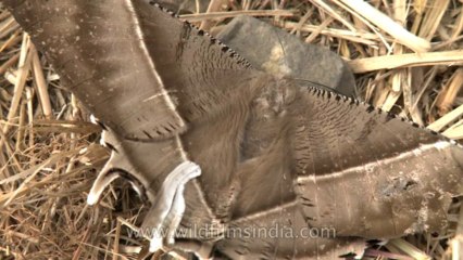 Nagaland-hornbill festival-Butterfly