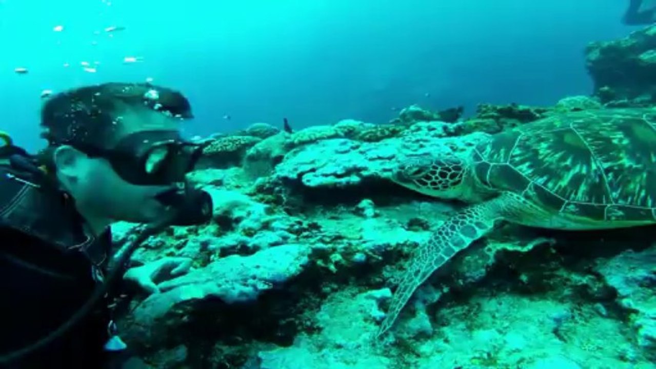 tortues passe de l'ermitage