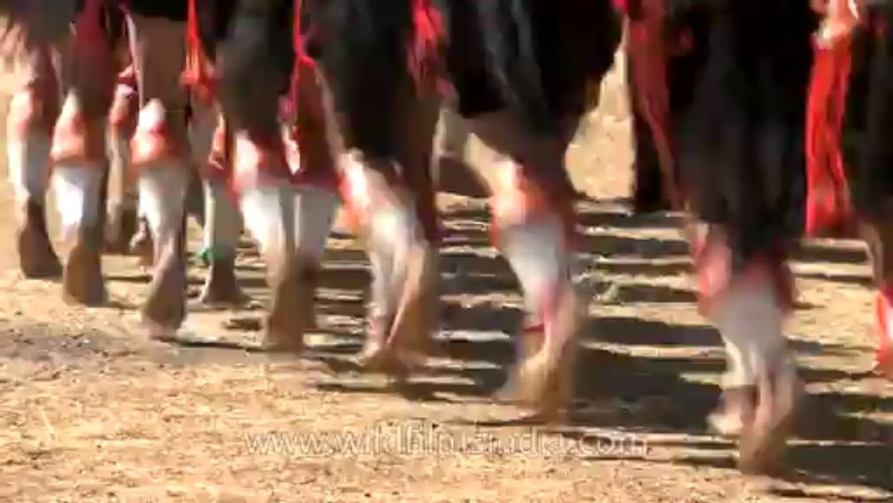 Nagaland-hornbill festival-Sumi tribe-folk dance Aphilo Kuwa-6