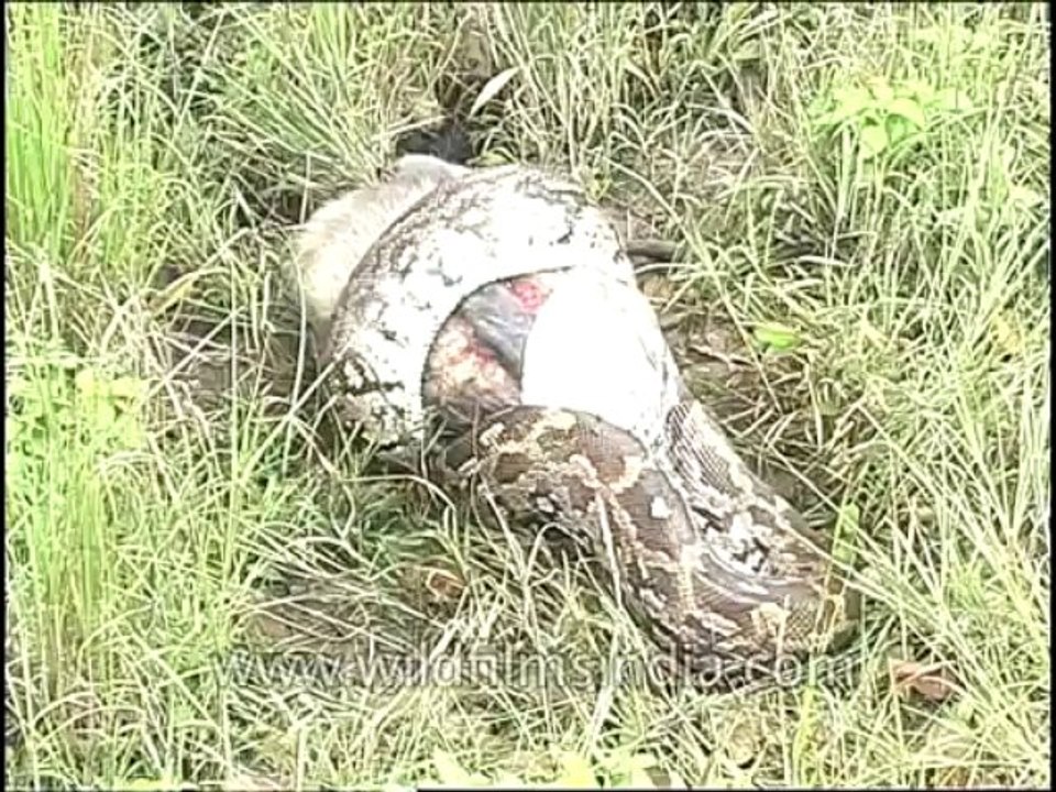Python Eating Langur-DVD-81-8
