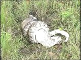 Python Eating Langur-DVD-81-9