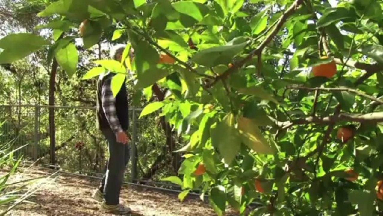 Giftige untermieter: schlangen nisten in australischen häusern
