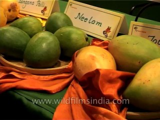 Delhi-Mango-Festival-Dvd-141-12